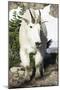 Mountain Goat, at Wing Lake-Matt Freedman-Mounted Photographic Print