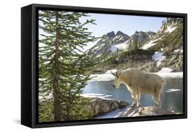 Mountain Goat, at Wing Lake-Matt Freedman-Framed Stretched Canvas