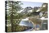 Mountain Goat, at Wing Lake-Matt Freedman-Stretched Canvas