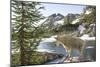 Mountain Goat, at Wing Lake-Matt Freedman-Mounted Photographic Print