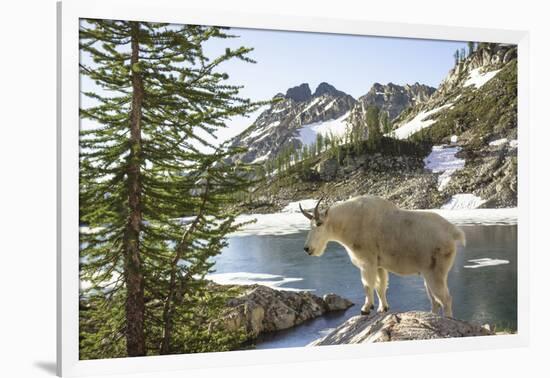 Mountain Goat, at Wing Lake-Matt Freedman-Framed Photographic Print