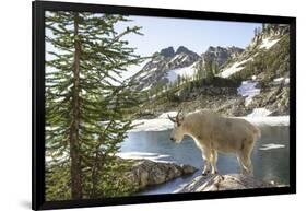 Mountain Goat, at Wing Lake-Matt Freedman-Framed Photographic Print