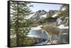 Mountain Goat, at Wing Lake-Matt Freedman-Framed Stretched Canvas