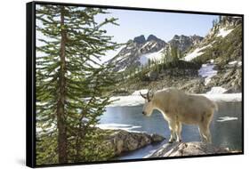 Mountain Goat, at Wing Lake-Matt Freedman-Framed Stretched Canvas