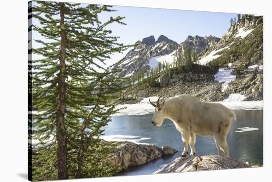 Mountain Goat, at Wing Lake-Matt Freedman-Stretched Canvas