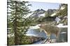 Mountain Goat, at Wing Lake-Matt Freedman-Stretched Canvas