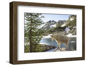 Mountain Goat, at Wing Lake-Matt Freedman-Framed Photographic Print