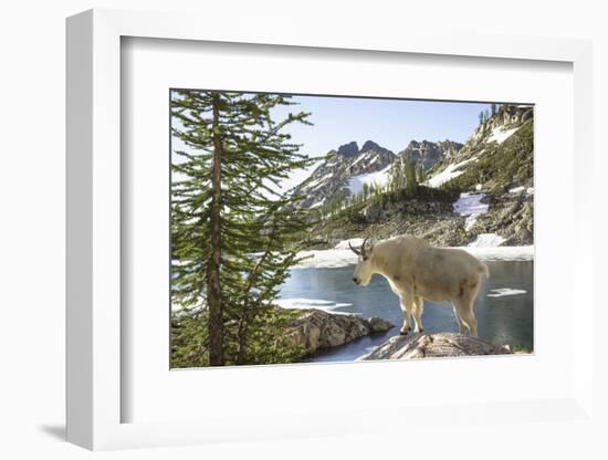 Mountain Goat, at Wing Lake-Matt Freedman-Framed Photographic Print