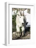 Mountain Goat, at Wing Lake-Matt Freedman-Framed Photographic Print