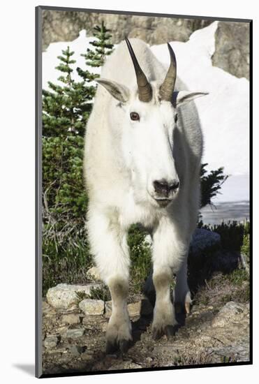 Mountain Goat, at Wing Lake-Matt Freedman-Mounted Photographic Print