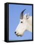 Mountain Goat Billy at Logan Pass, Glacier National Park, Montana, USA-Chuck Haney-Framed Stretched Canvas