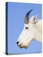 Mountain Goat Billy at Logan Pass, Glacier National Park, Montana, USA-Chuck Haney-Stretched Canvas