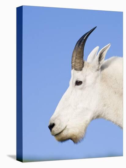 Mountain Goat Billy at Logan Pass, Glacier National Park, Montana, USA-Chuck Haney-Stretched Canvas