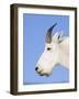 Mountain Goat Billy at Logan Pass, Glacier National Park, Montana, USA-Chuck Haney-Framed Photographic Print