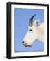 Mountain Goat Billy at Logan Pass, Glacier National Park, Montana, USA-Chuck Haney-Framed Photographic Print