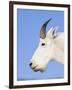 Mountain Goat Billy at Logan Pass, Glacier National Park, Montana, USA-Chuck Haney-Framed Photographic Print