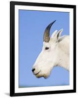 Mountain Goat Billy at Logan Pass, Glacier National Park, Montana, USA-Chuck Haney-Framed Photographic Print