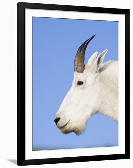 Mountain Goat Billy at Logan Pass, Glacier National Park, Montana, USA-Chuck Haney-Framed Photographic Print