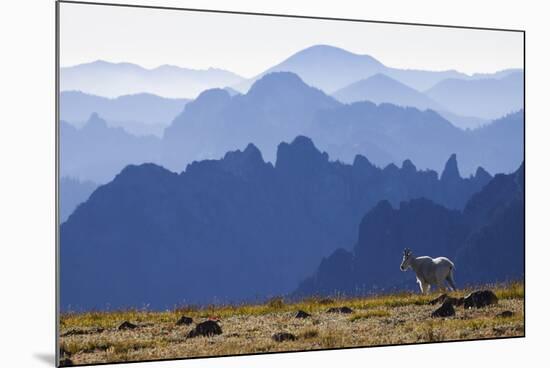 Mountain Goat, Cascade Mountain Range-Ken Archer-Mounted Photographic Print