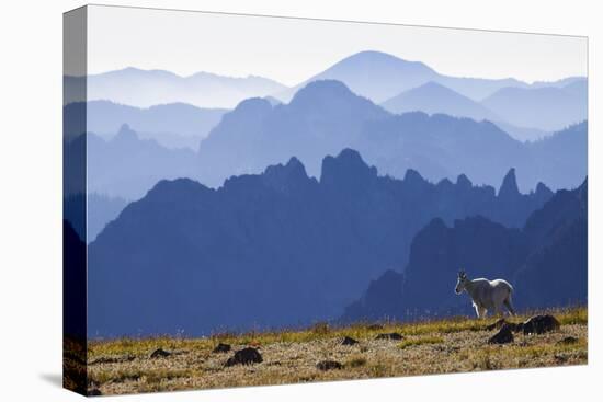 Mountain Goat, Cascade Mountain Range-Ken Archer-Stretched Canvas
