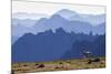 Mountain Goat, Cascade Mountain Range-Ken Archer-Mounted Premium Photographic Print