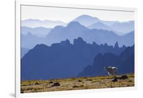 Mountain Goat, Cascade Mountain Range-Ken Archer-Framed Photographic Print