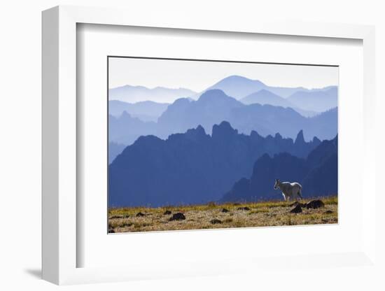 Mountain Goat, Cascade Mountain Range-Ken Archer-Framed Photographic Print