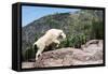 Mountain Goat Climbing Rocks in Glacier National Park, Montana-James White-Framed Stretched Canvas