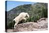 Mountain Goat Climbing Rocks in Glacier National Park, Montana-James White-Stretched Canvas