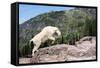 Mountain Goat Climbing Rocks in Glacier National Park, Montana-James White-Framed Stretched Canvas
