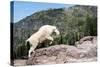Mountain Goat Climbing Rocks in Glacier National Park, Montana-James White-Stretched Canvas