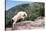 Mountain Goat Climbing Rocks in Glacier National Park, Montana-James White-Stretched Canvas