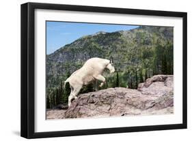 Mountain Goat Climbing Rocks in Glacier National Park, Montana-James White-Framed Photographic Print