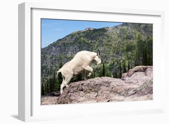 Mountain Goat Climbing Rocks in Glacier National Park, Montana-James White-Framed Photographic Print