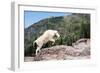 Mountain Goat Climbing Rocks in Glacier National Park, Montana-James White-Framed Photographic Print