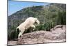 Mountain Goat Climbing Rocks in Glacier National Park, Montana-James White-Mounted Photographic Print