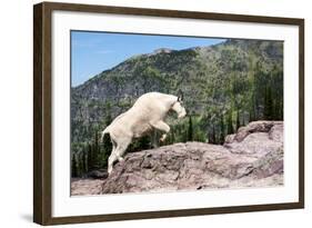 Mountain Goat Climbing Rocks in Glacier National Park, Montana-James White-Framed Photographic Print