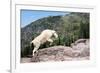 Mountain Goat Climbing Rocks in Glacier National Park, Montana-James White-Framed Photographic Print