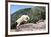 Mountain Goat Climbing Rocks in Glacier National Park, Montana-James White-Framed Photographic Print