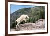 Mountain Goat Climbing Rocks in Glacier National Park, Montana-James White-Framed Photographic Print