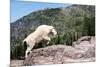 Mountain Goat Climbing Rocks in Glacier National Park, Montana-James White-Mounted Photographic Print