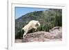 Mountain Goat Climbing Rocks in Glacier National Park, Montana-James White-Framed Photographic Print