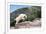 Mountain Goat Climbing Rocks in Glacier National Park, Montana-James White-Framed Photographic Print