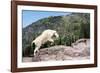 Mountain Goat Climbing Rocks in Glacier National Park, Montana-James White-Framed Photographic Print