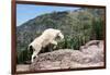 Mountain Goat Climbing Rocks in Glacier National Park, Montana-James White-Framed Photographic Print