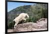 Mountain Goat Climbing Rocks in Glacier National Park, Montana-James White-Framed Photographic Print