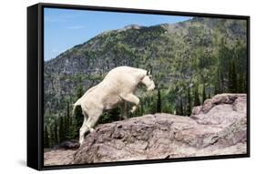 Mountain Goat Climbing Rocks in Glacier National Park, Montana-James White-Framed Stretched Canvas