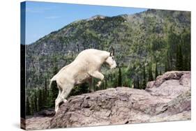 Mountain Goat Climbing Rocks in Glacier National Park, Montana-James White-Stretched Canvas