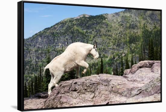 Mountain Goat Climbing Rocks in Glacier National Park, Montana-James White-Framed Stretched Canvas