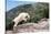 Mountain Goat Climbing Rocks in Glacier National Park, Montana-James White-Stretched Canvas